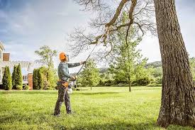 Best Fruit Tree Pruning  in Baudette, MN